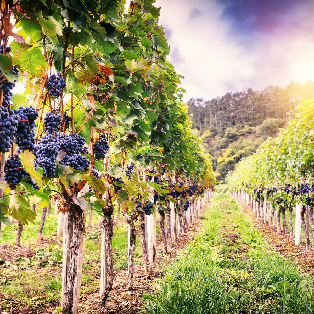 Autumn Vineyard Landscape Wall Art