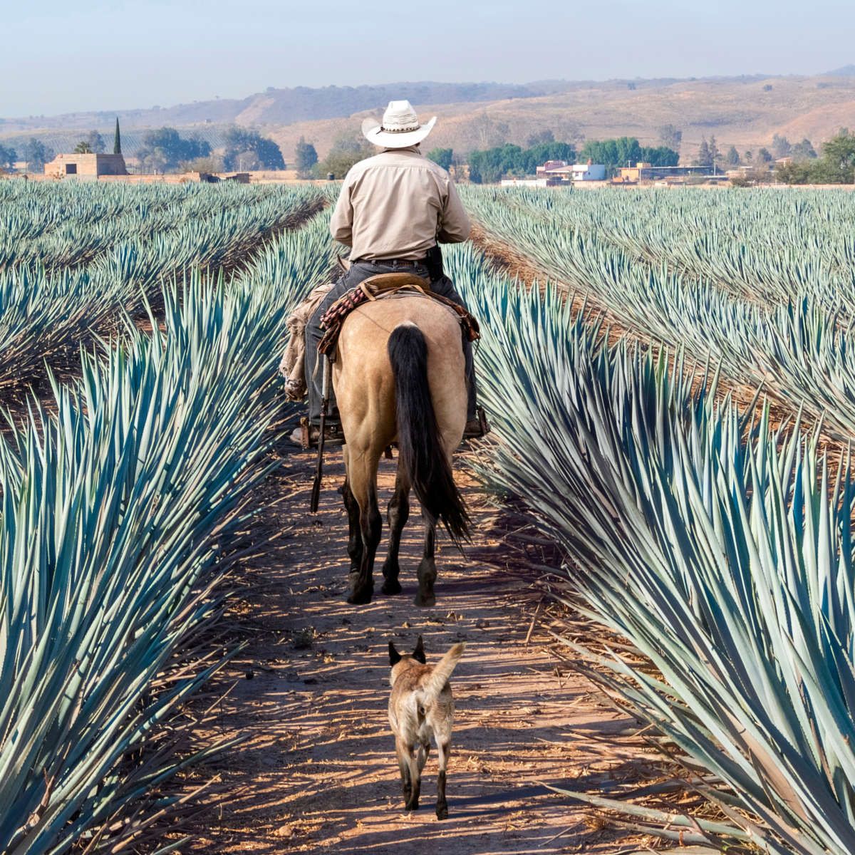 Inspecting Agave Plantation Wall Art