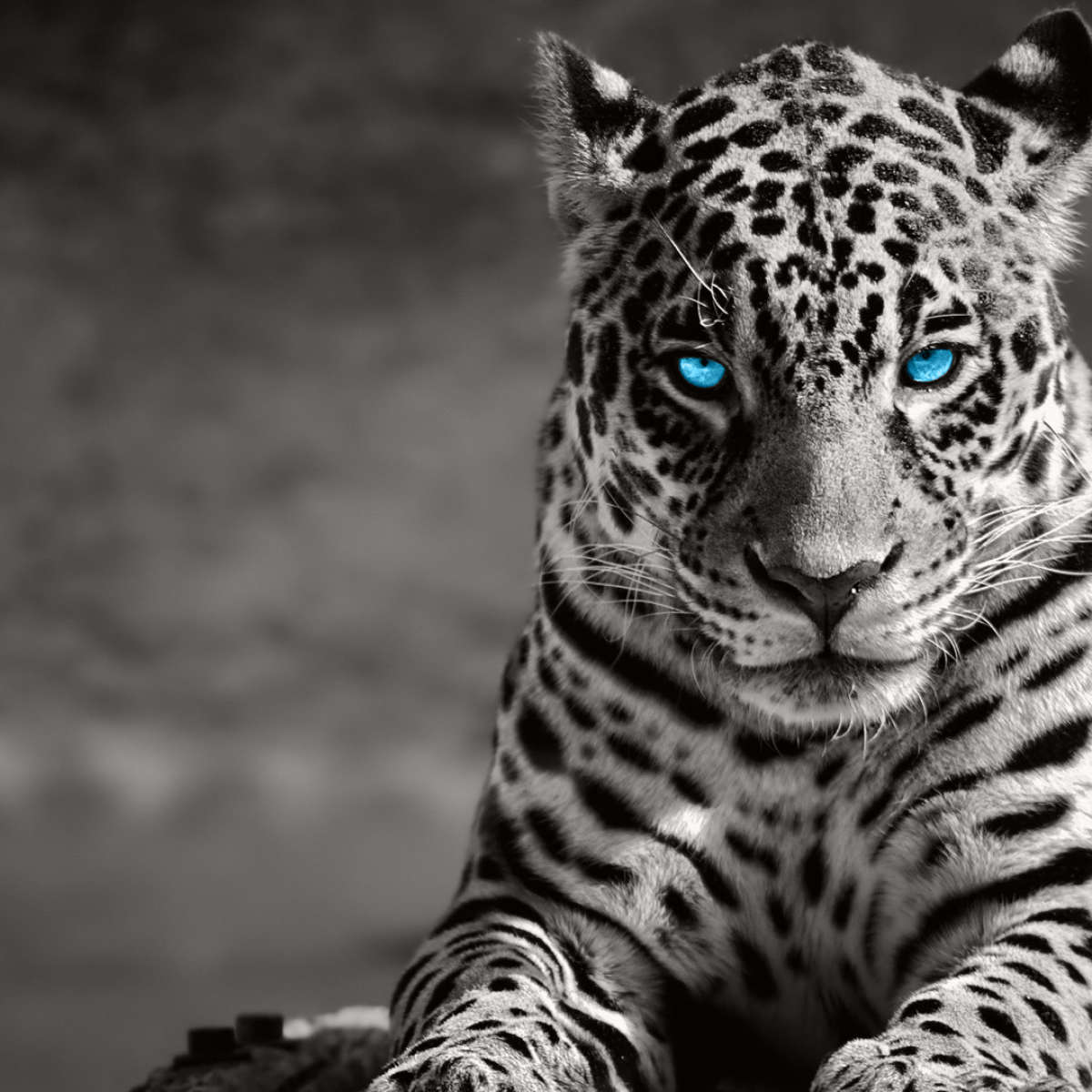 Jaguar Eyes Pop Wall Art