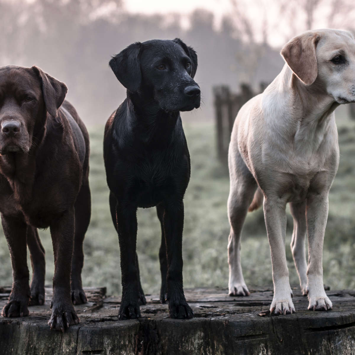 Labrador Dogs Wall Art