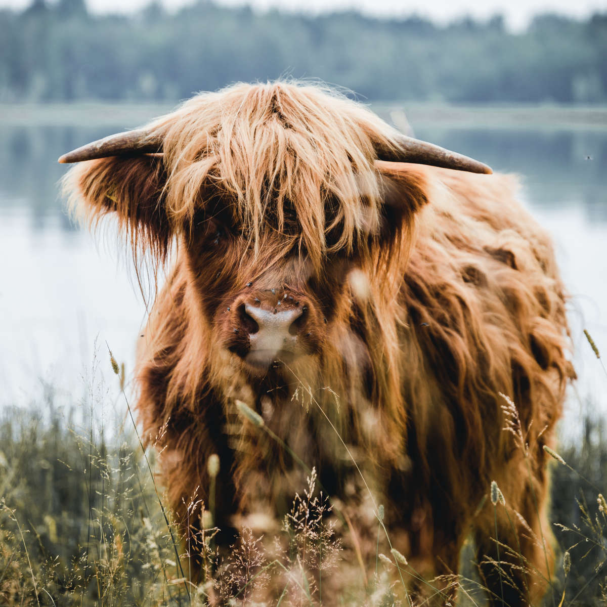 Lakeside Highland Cow Wall Art