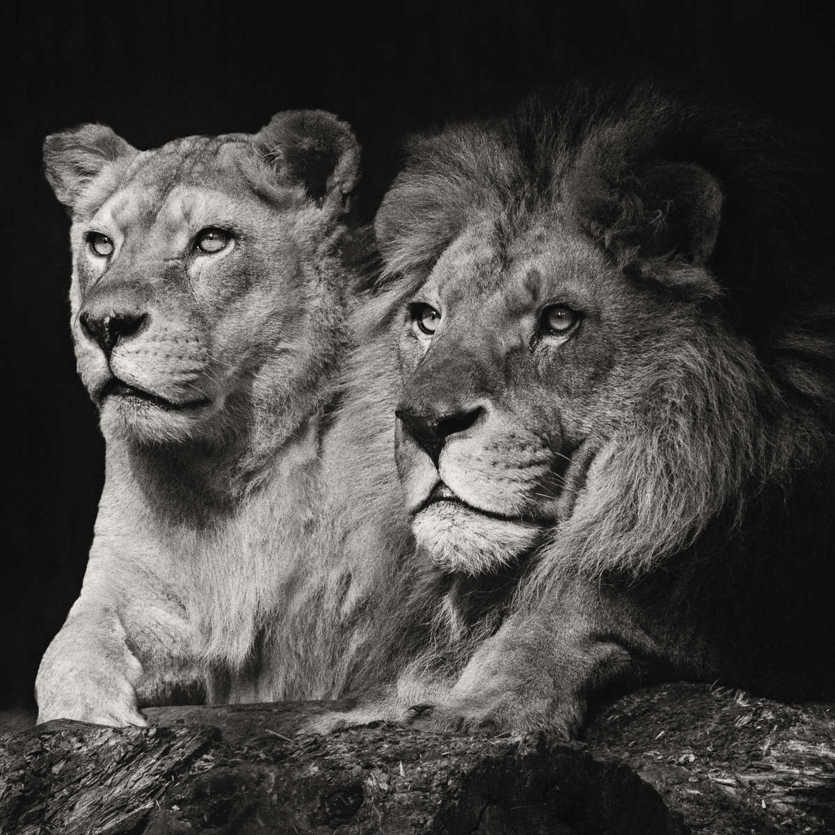 Lion And Lioness Mates Wall Art