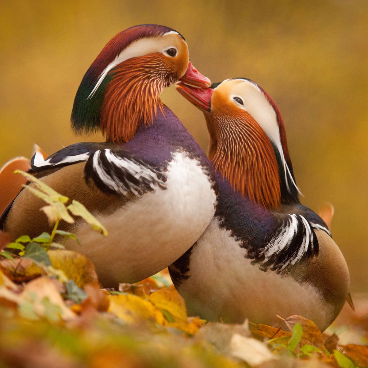 Loving Mandarin Ducks Wall Art