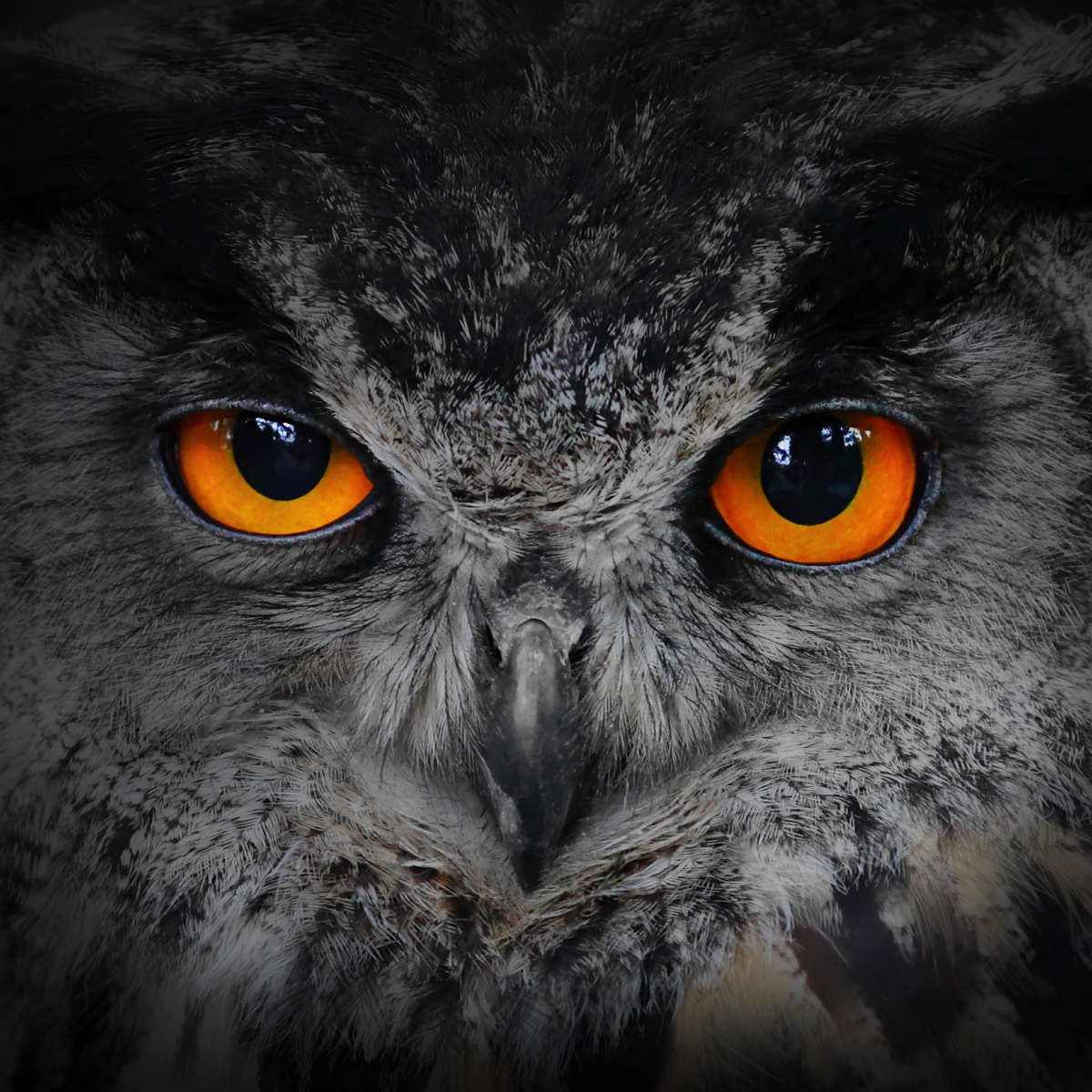 Mesmerizing Gray Owl Wall Art