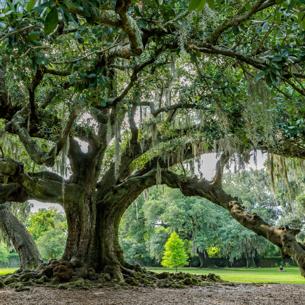 Audubon Park Oak Tree Wall Art