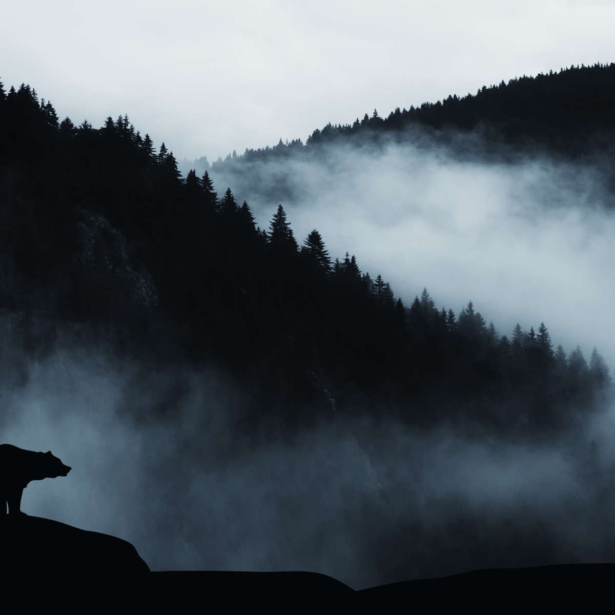 Misty Mountain Bear Wall Art