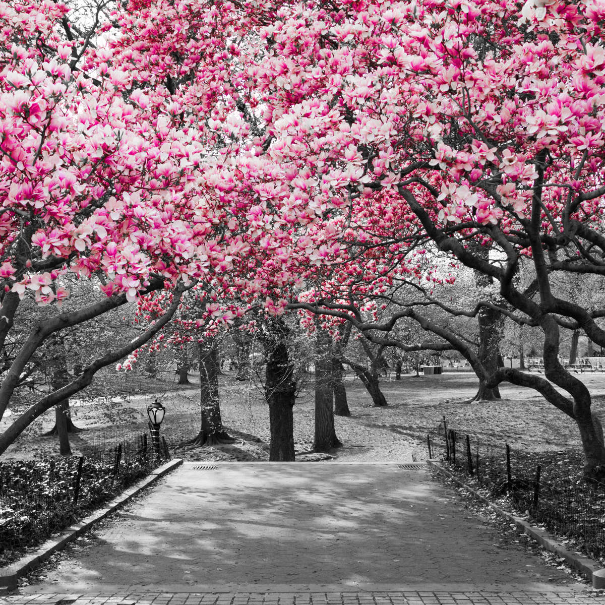 Central Park NY Cherry Blossoms Wall Art