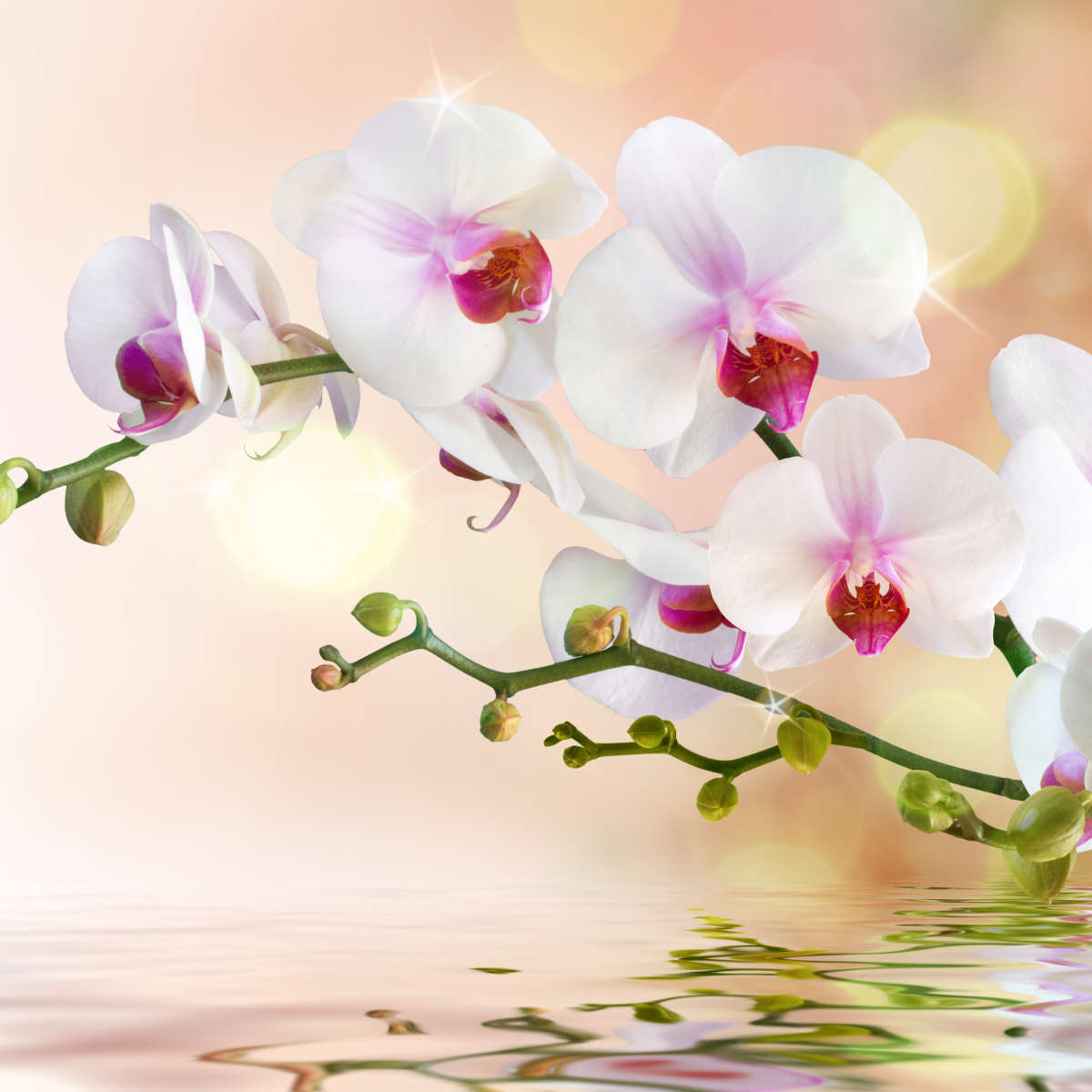 Orchid Flowers On Water Wall Art