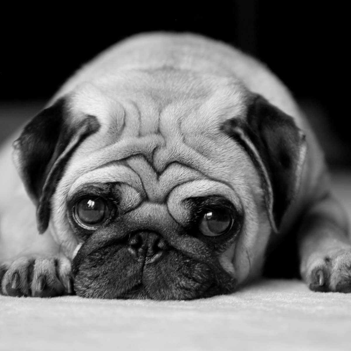 Sad Pug Wall Art