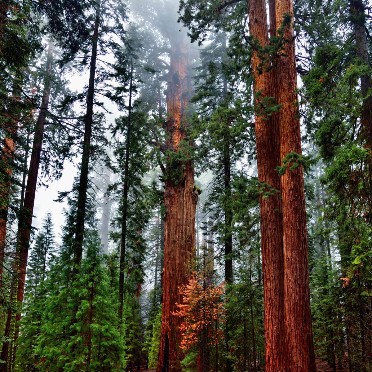 Vibrant Redwood Wall Art