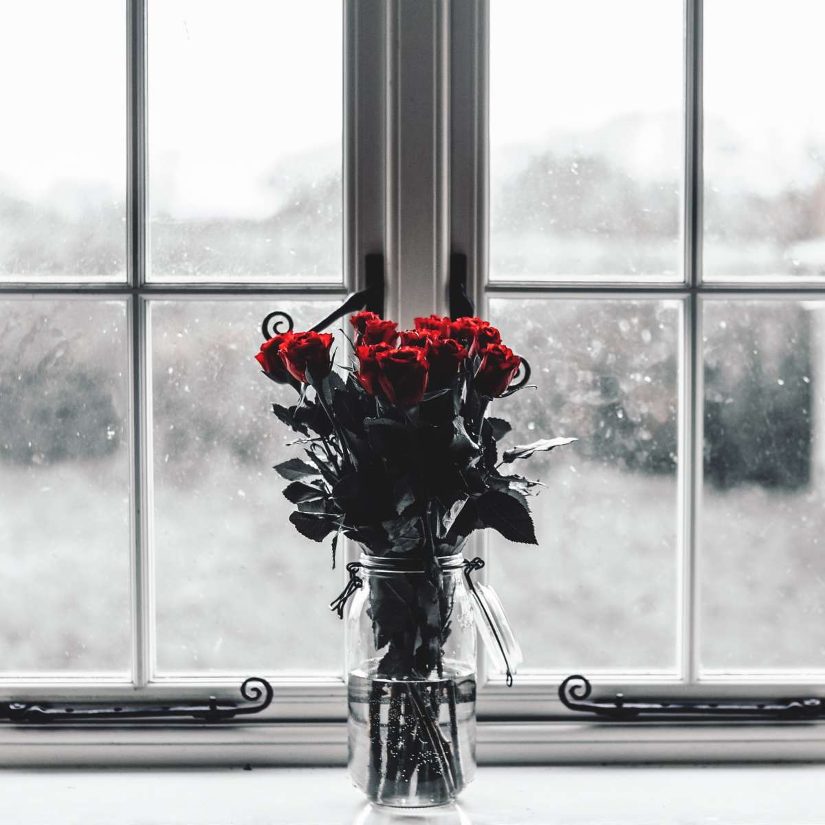 Rose Anticipation Wall Art