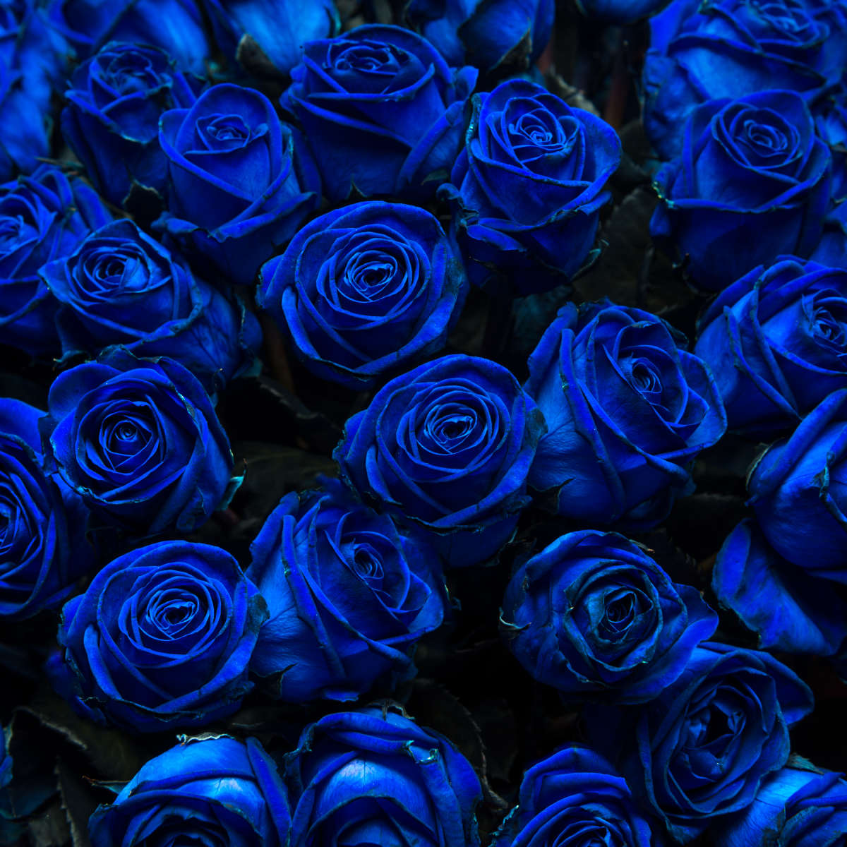 Royal Blue Roses Wall Art