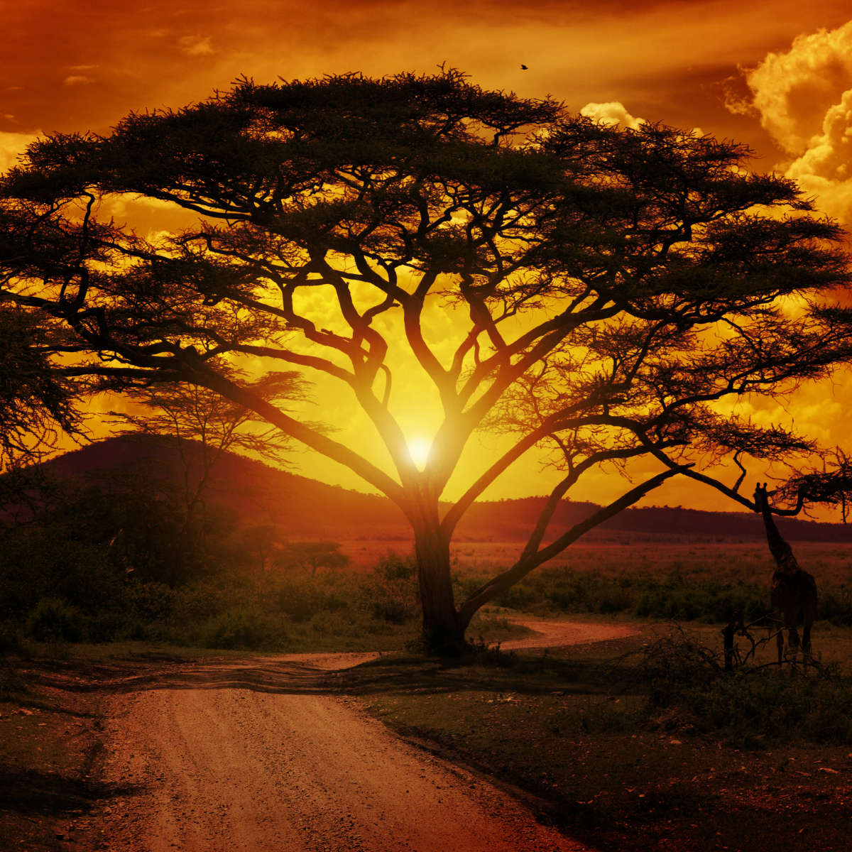 Serengeti Park Sunset Silhouette Wall Art