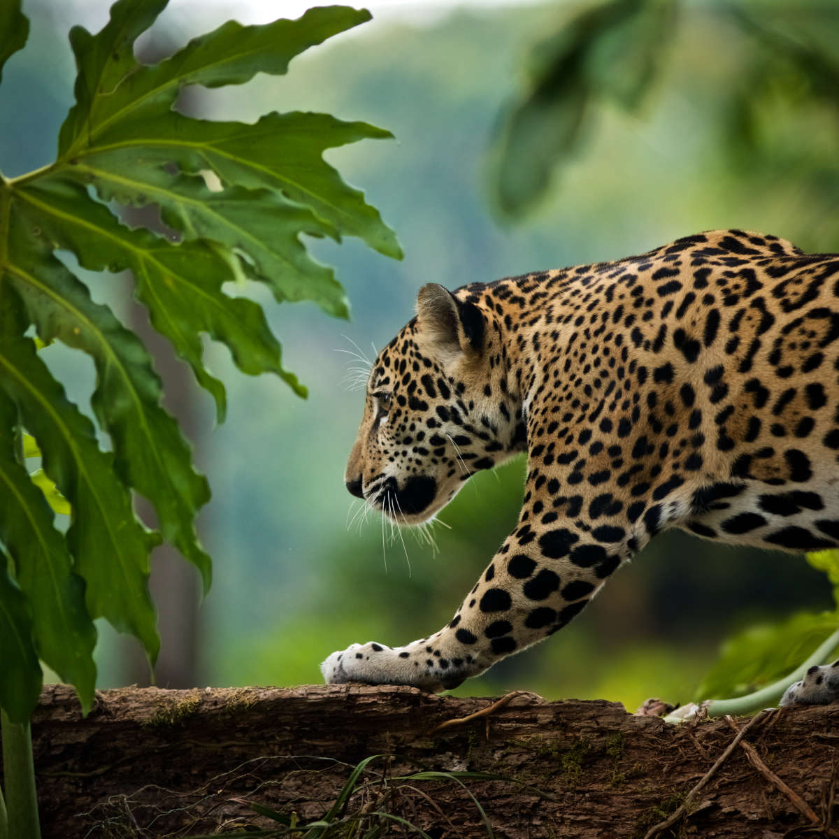 Sneaky Jaguar Wall Art