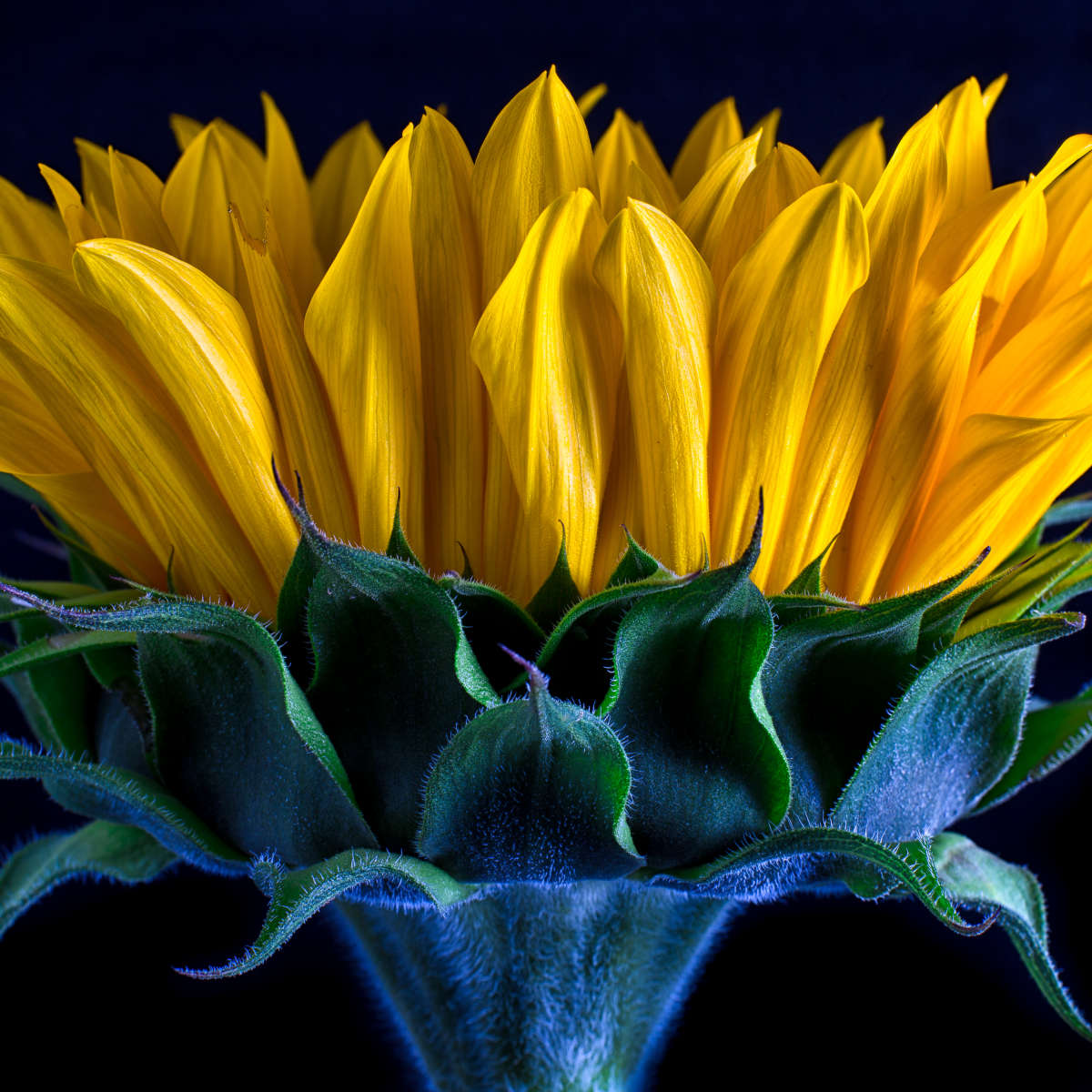 Sunflower Side View Wall Art