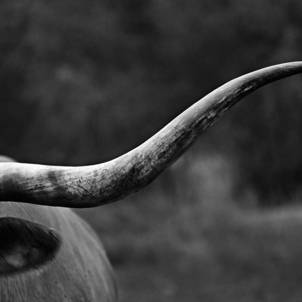 Texas Longhorn Cattle Wall Art