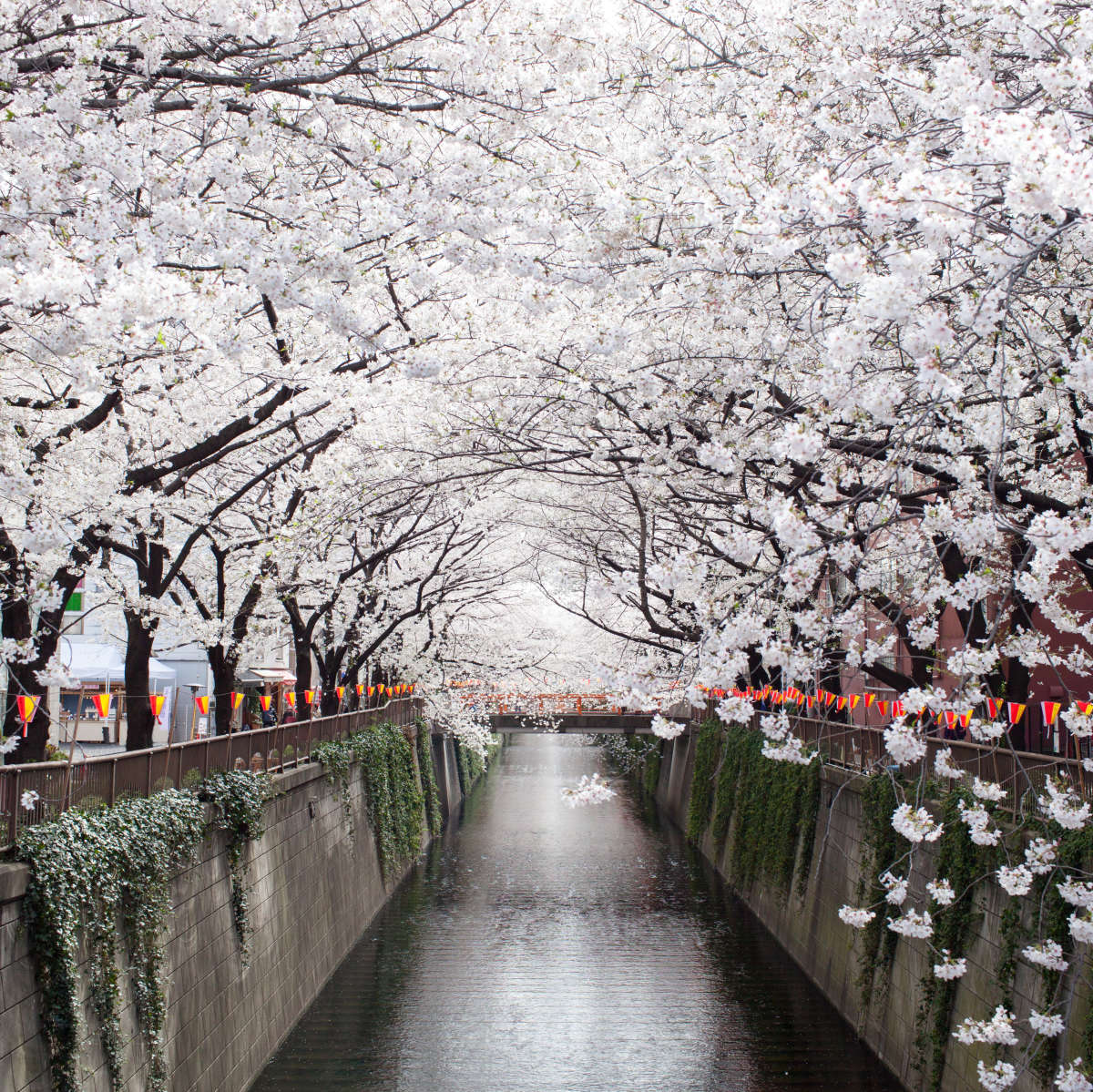 Sakura Passage Wall Art