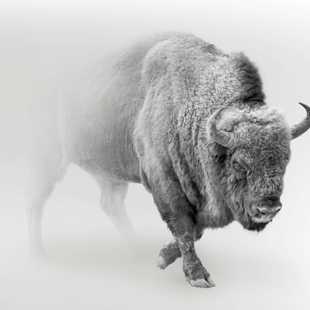 Wild Bison Wall Art