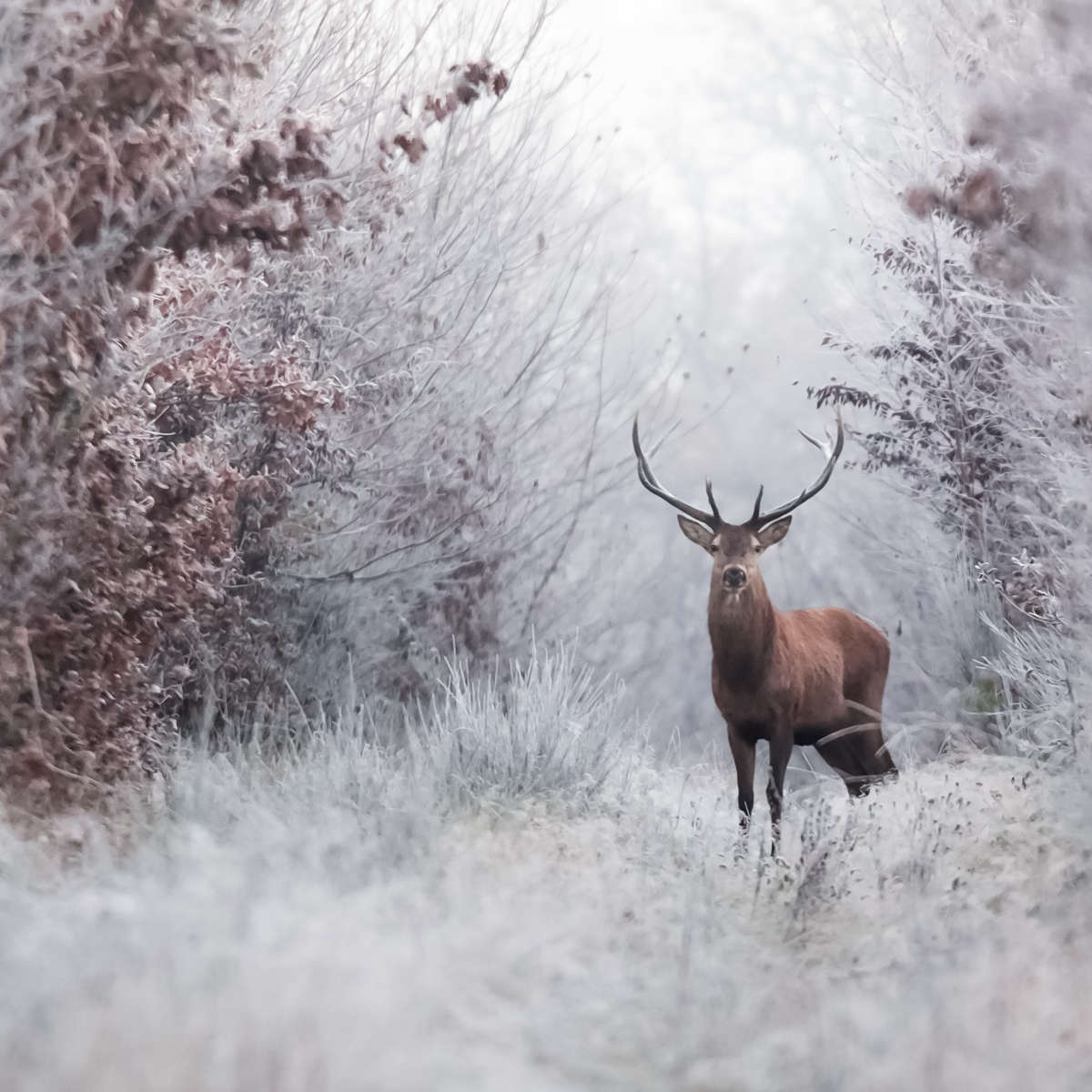 Deer Wall Art