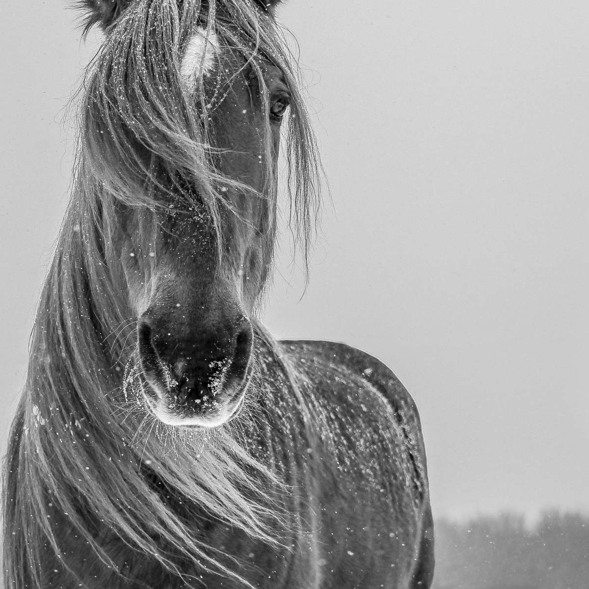 Winter Horse Wall Art