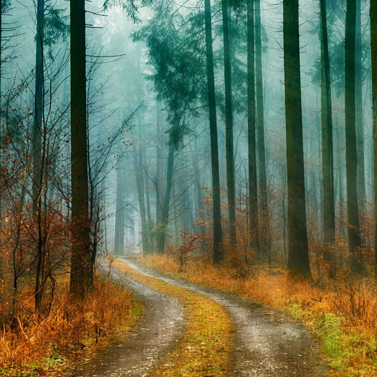 Autumn Forest Pathway Wall Art