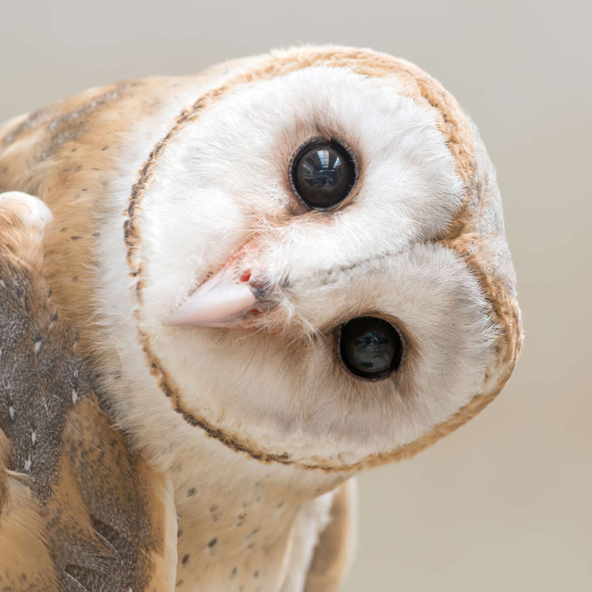 Barn Owl Gaze Wall Art