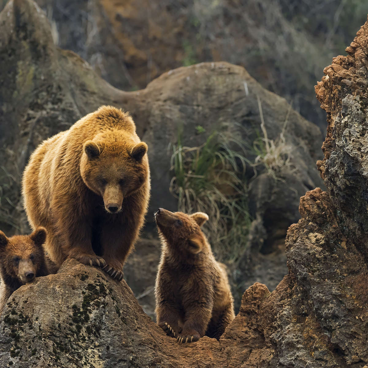 Bear And Cubs Wall Art