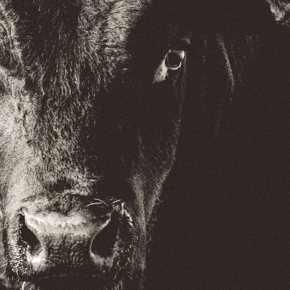 Black Angus Bull Wall Art