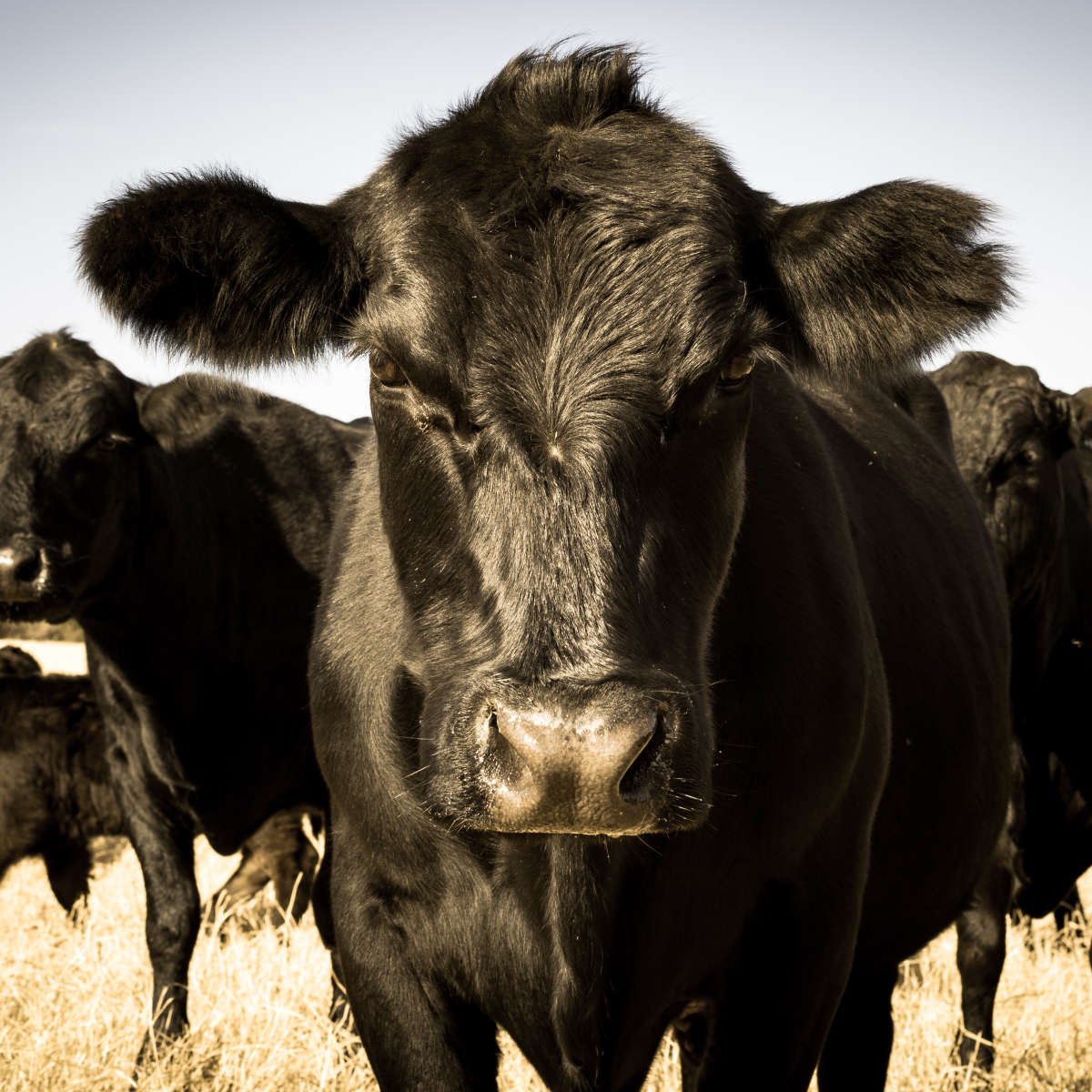 Black Angus Cattle Wall Art