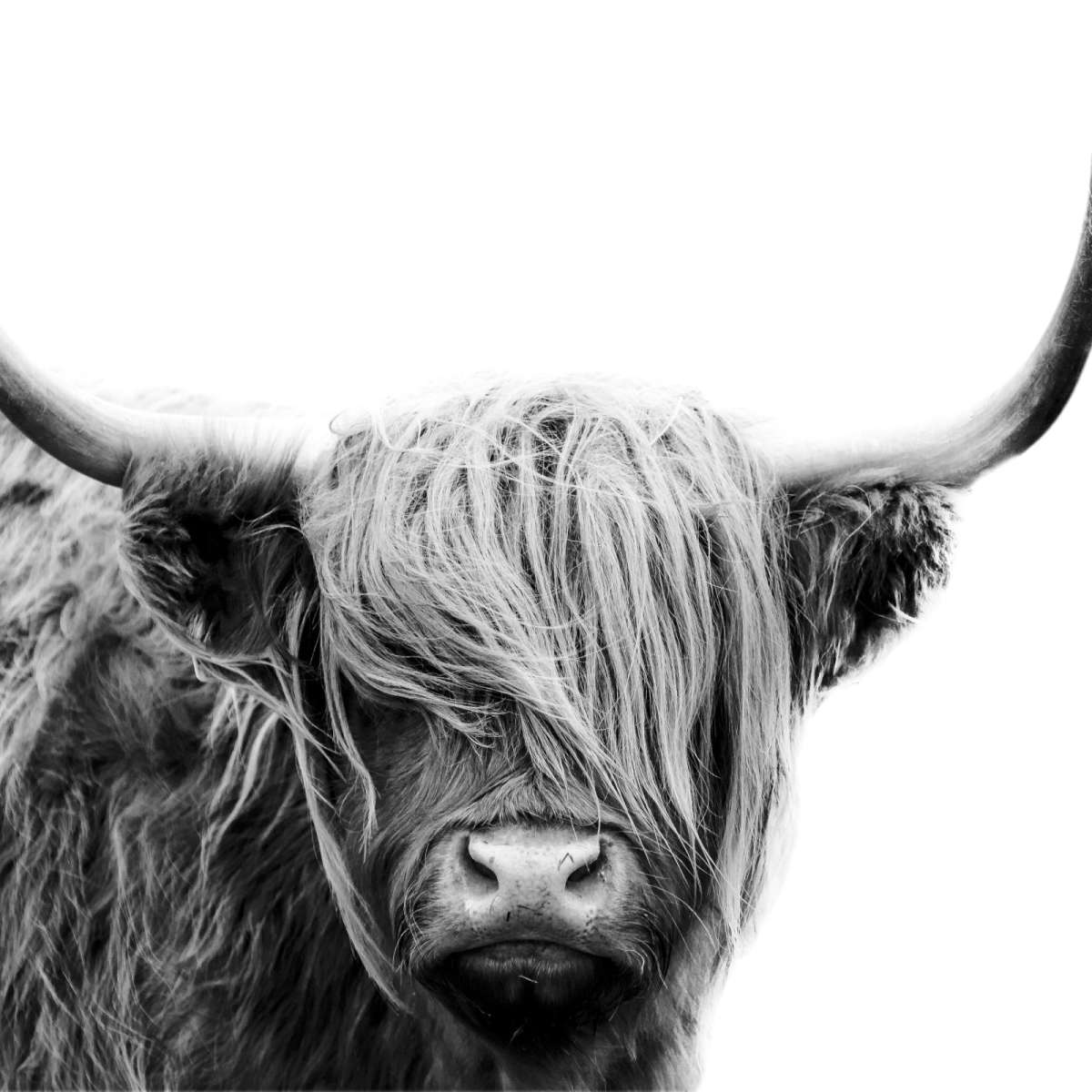 BW Highland Cow Wall Art