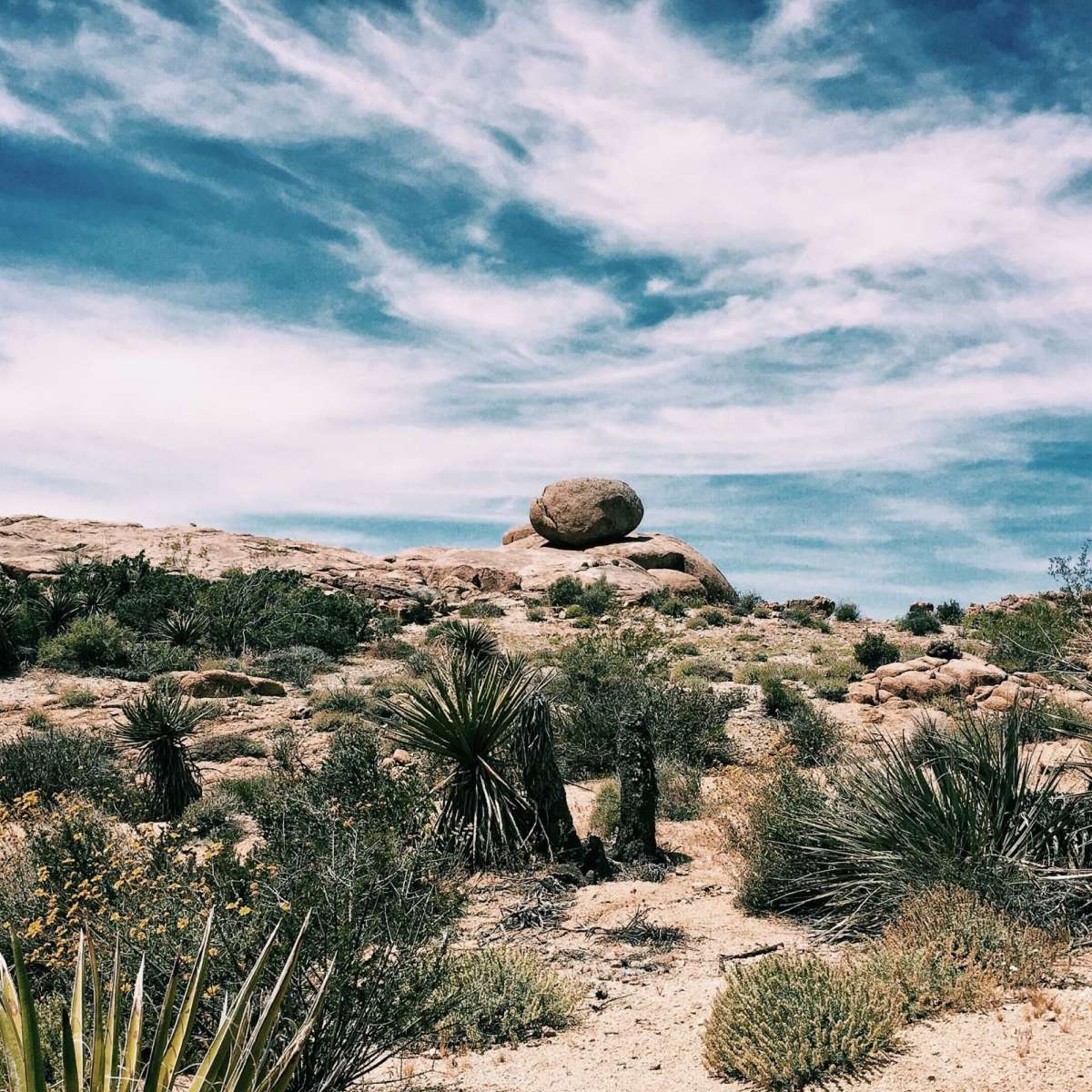 Cactus Desert Wall Art