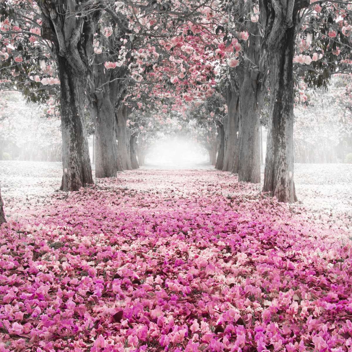 Cherry Blossom Path Pop Wall Art