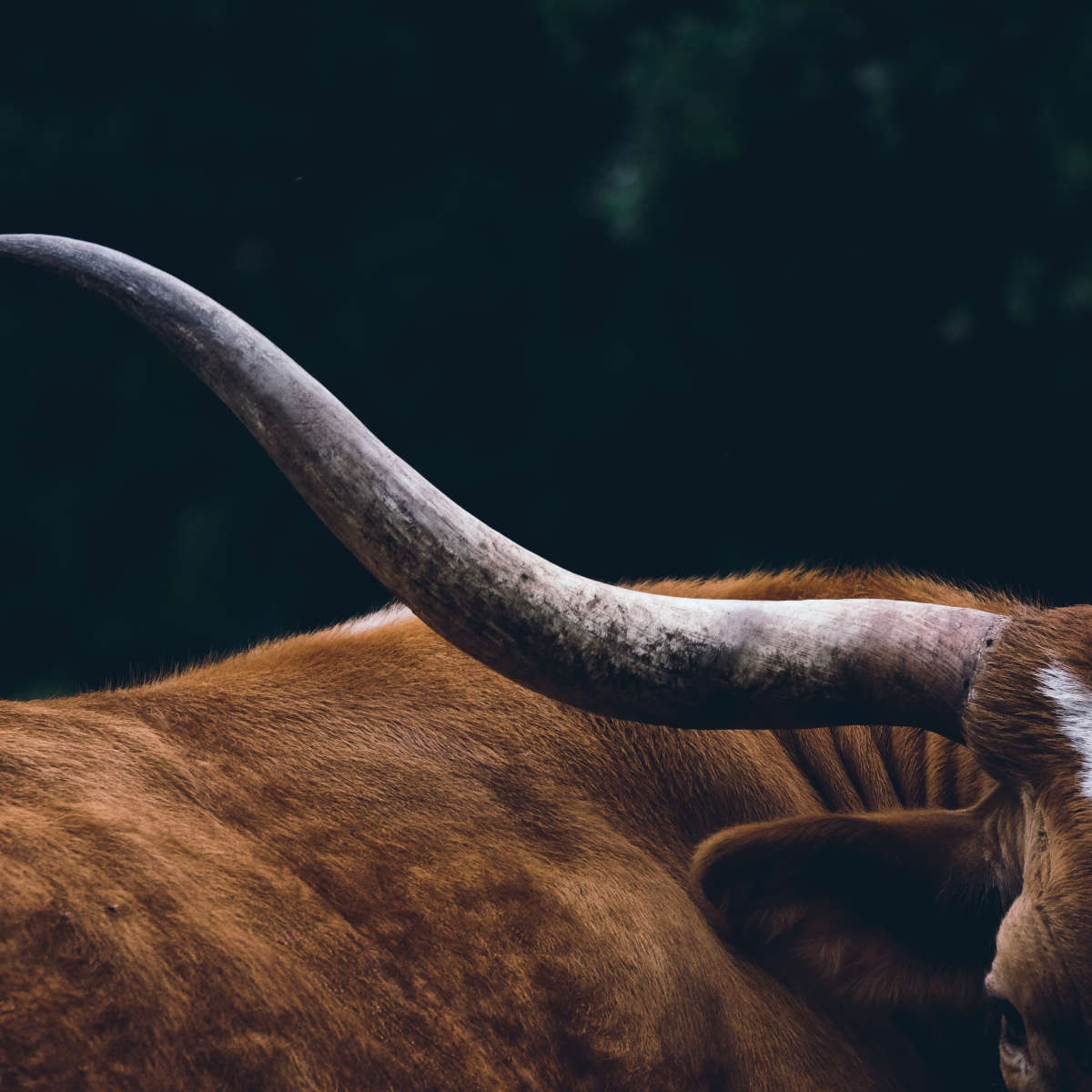 Cow Texas Longhorn Wall Art