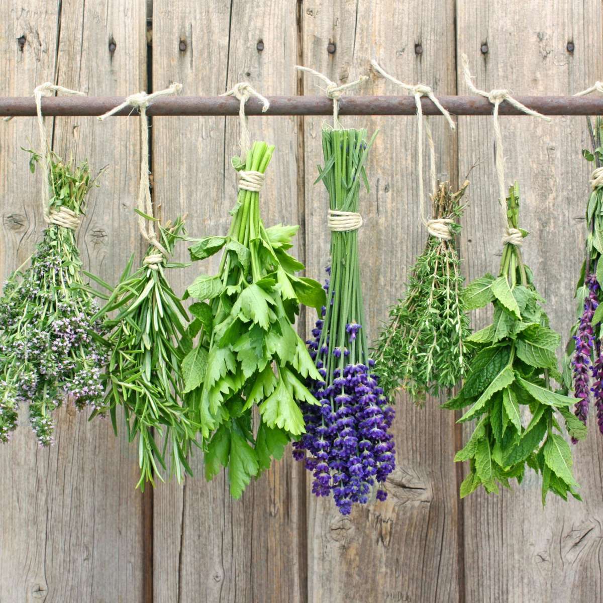 Culinary Herbs Wall Art