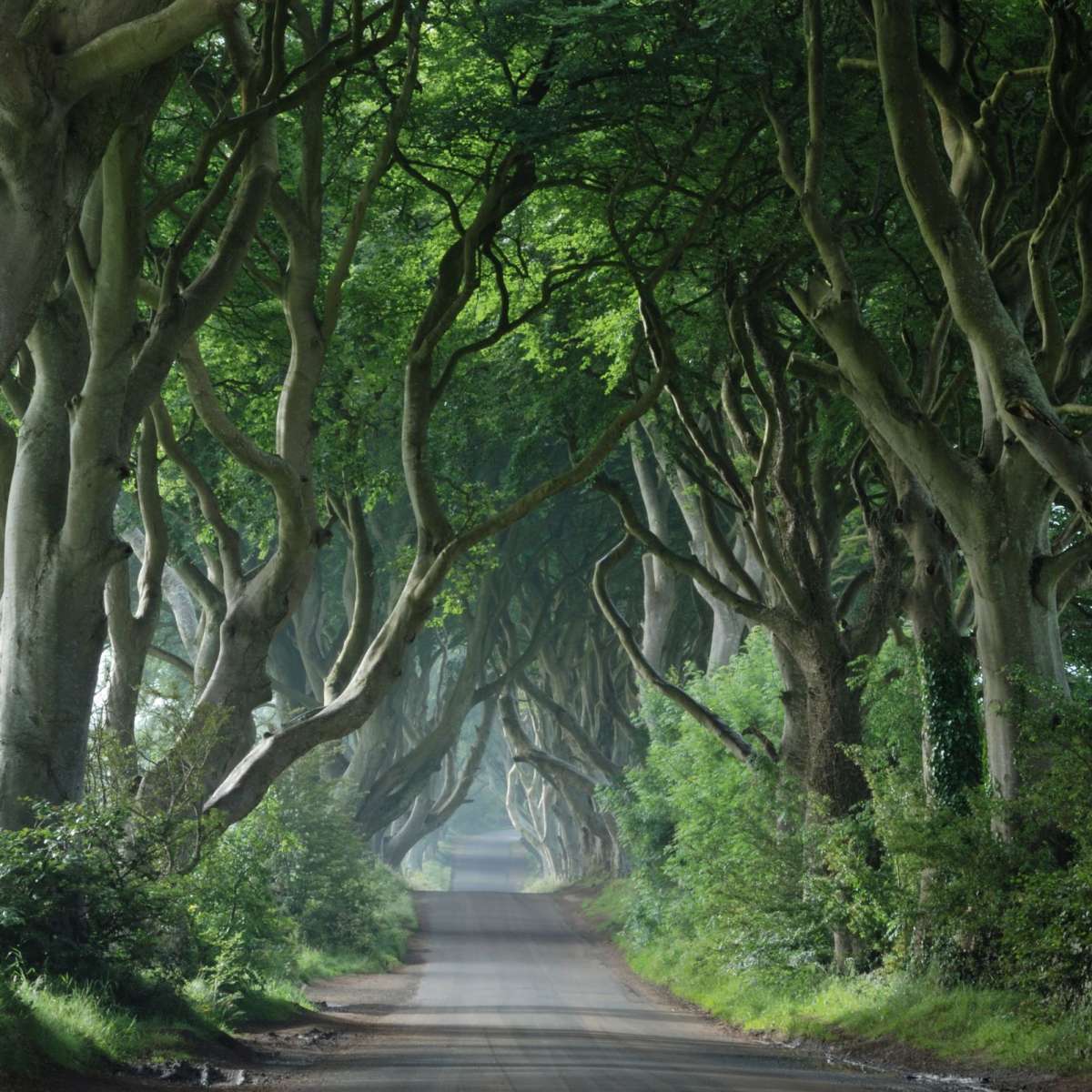 Dark Hedges Wall Art