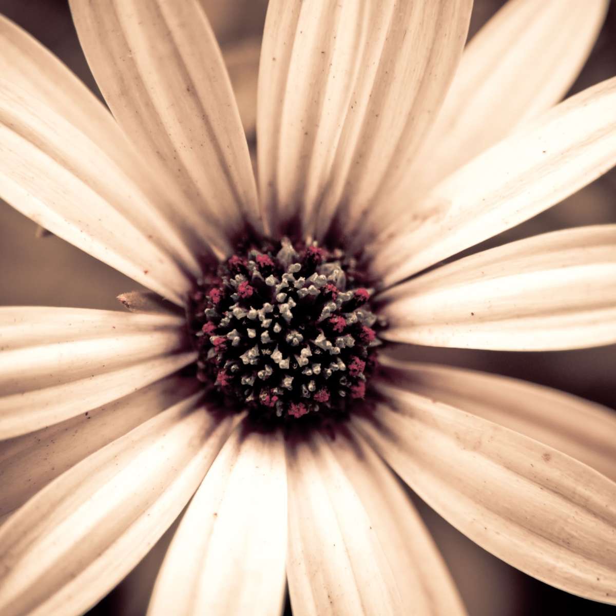 Detailed Sepia Flower Wall Art