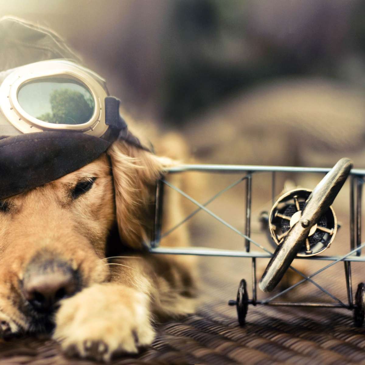 Dog Pilot Wall Art