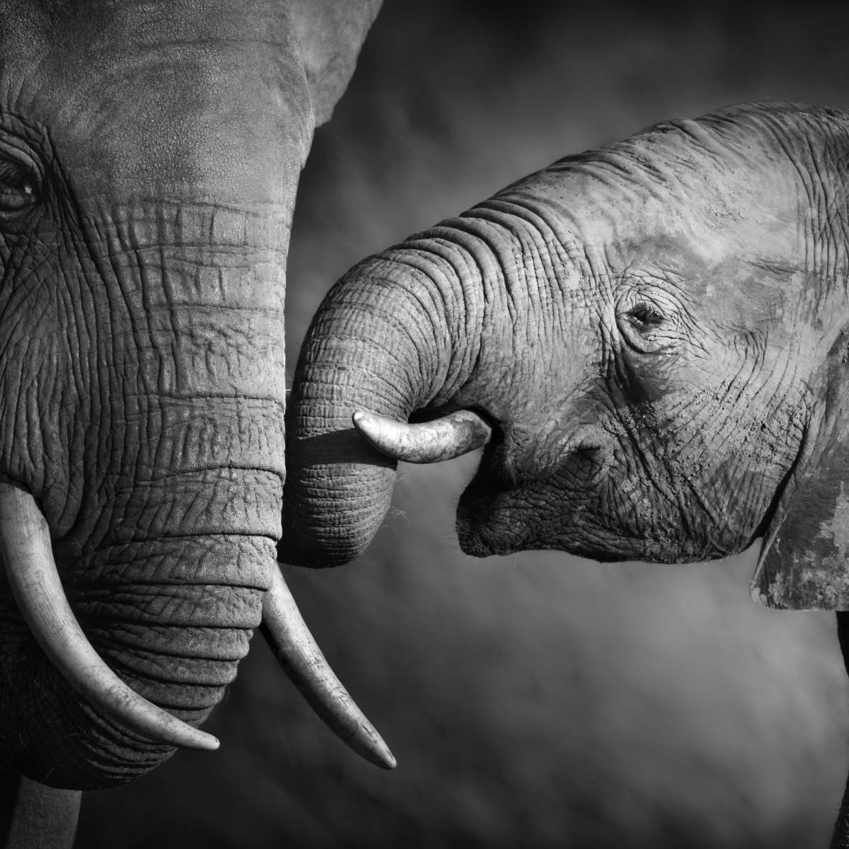 Elephant Affection Wall Art