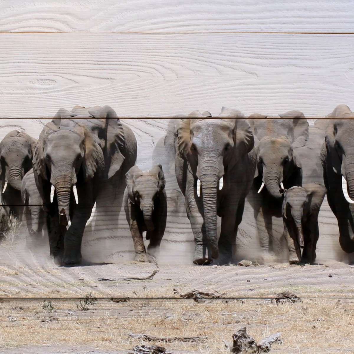 Elephants In Motion Wall Art