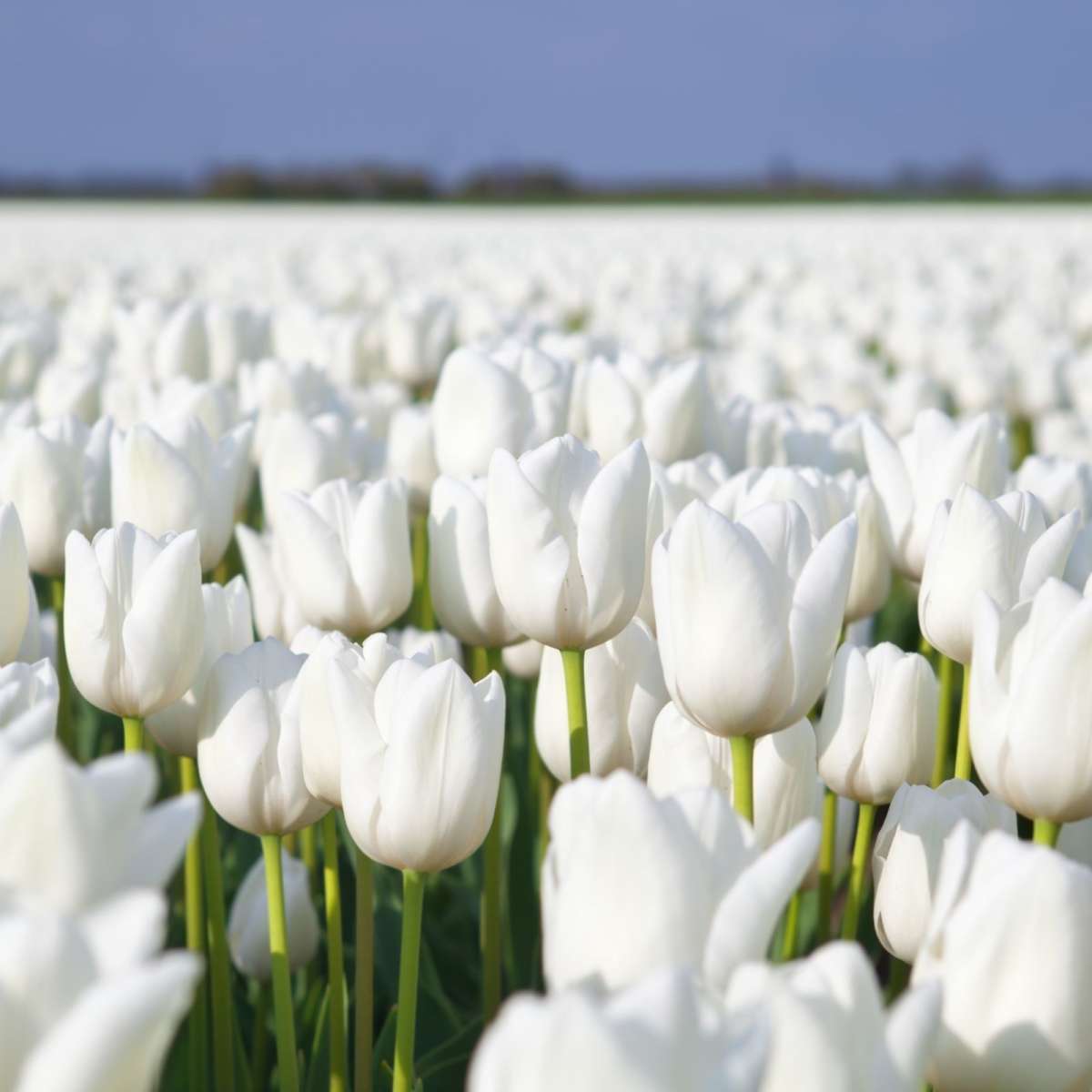 Endless White Tulips Wall Art