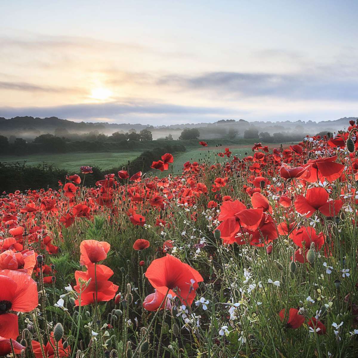 Field Of Red Poppies Wall Art