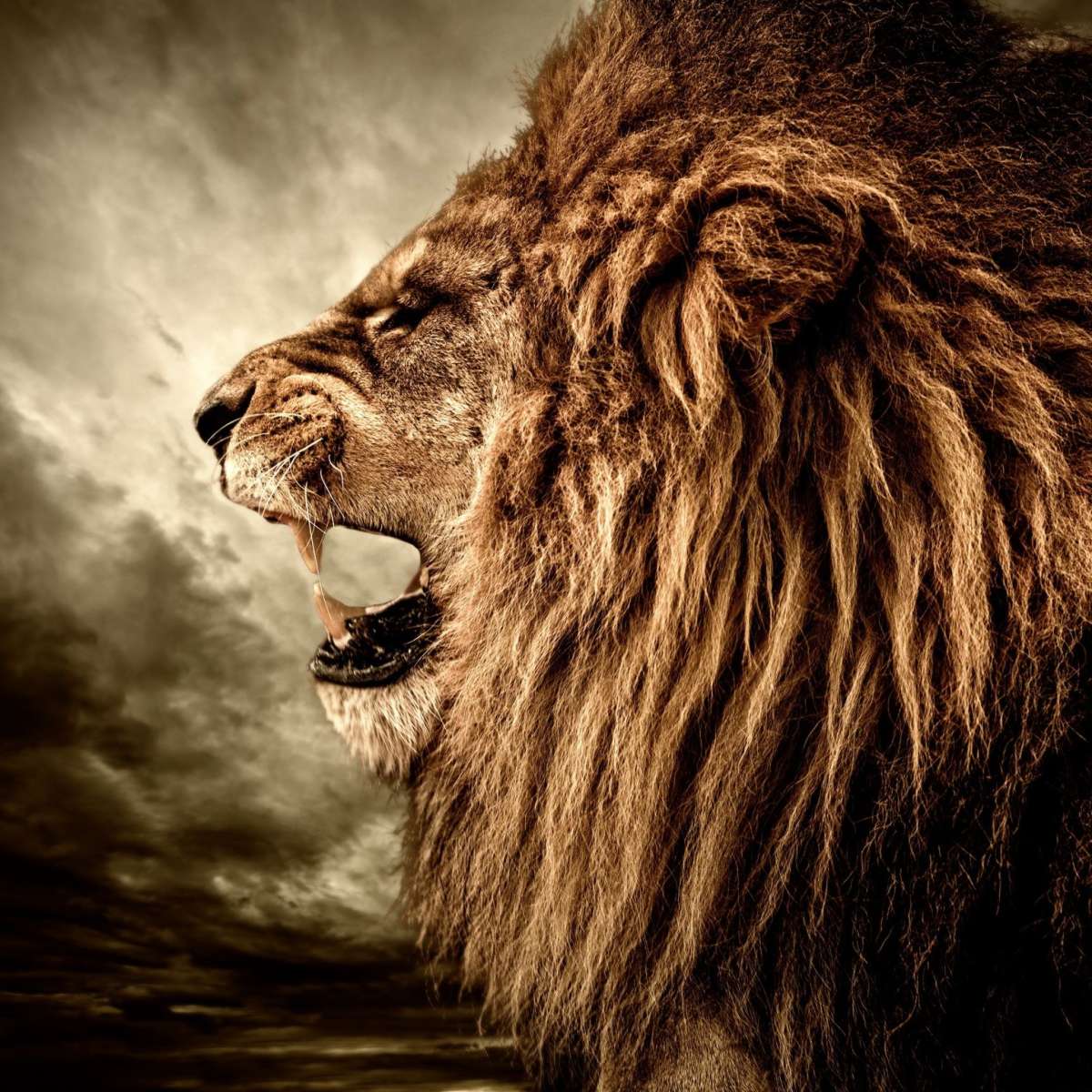 Fierce Lion Growl Wall Art