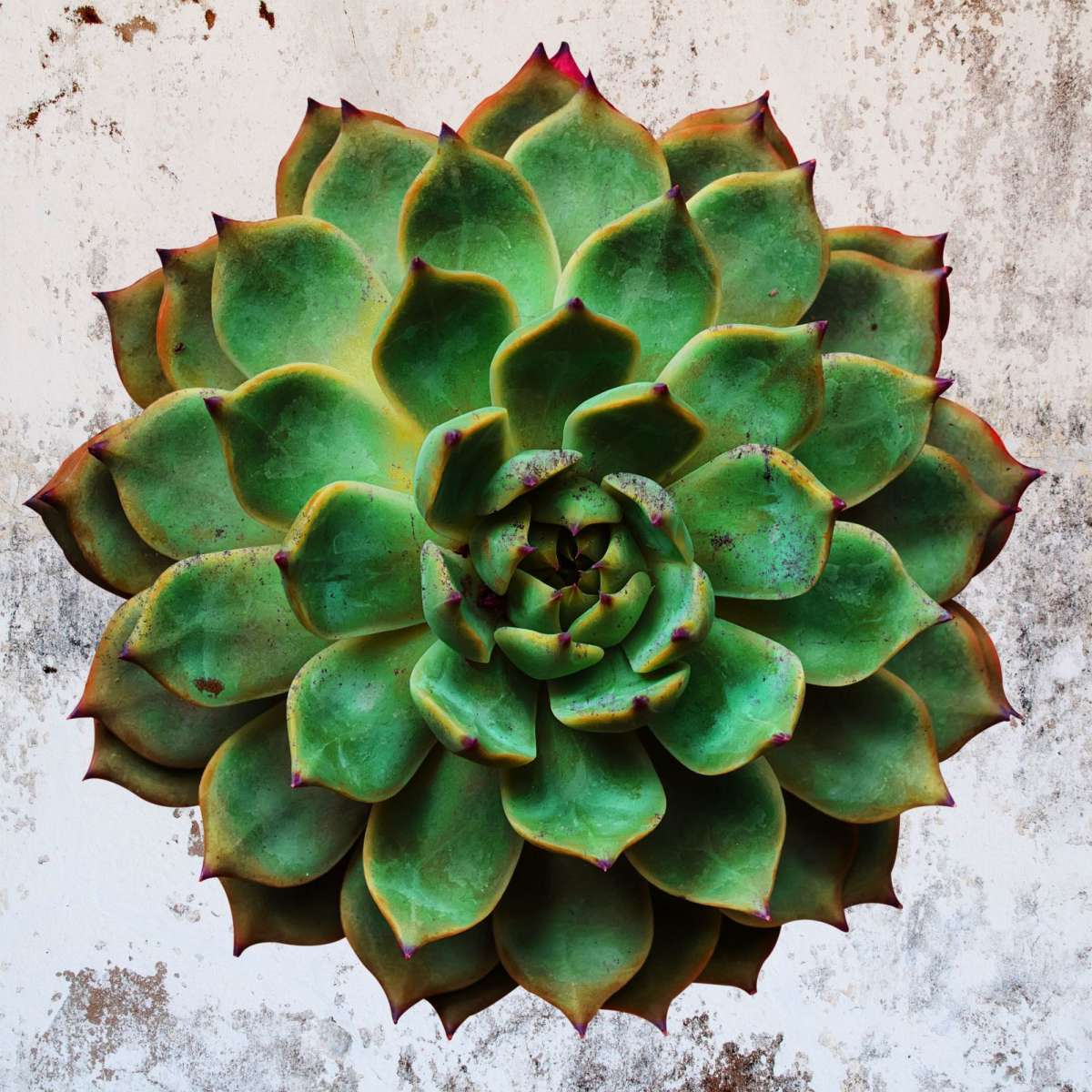 Grunge Succulent Wall Art