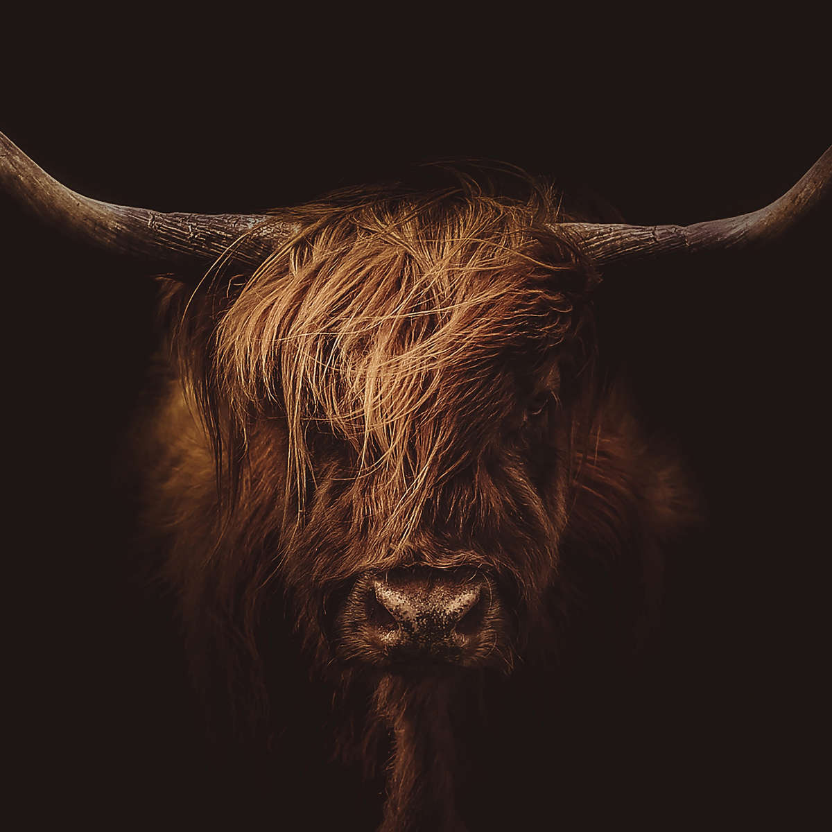 Handsome Highland Cow Wall Art