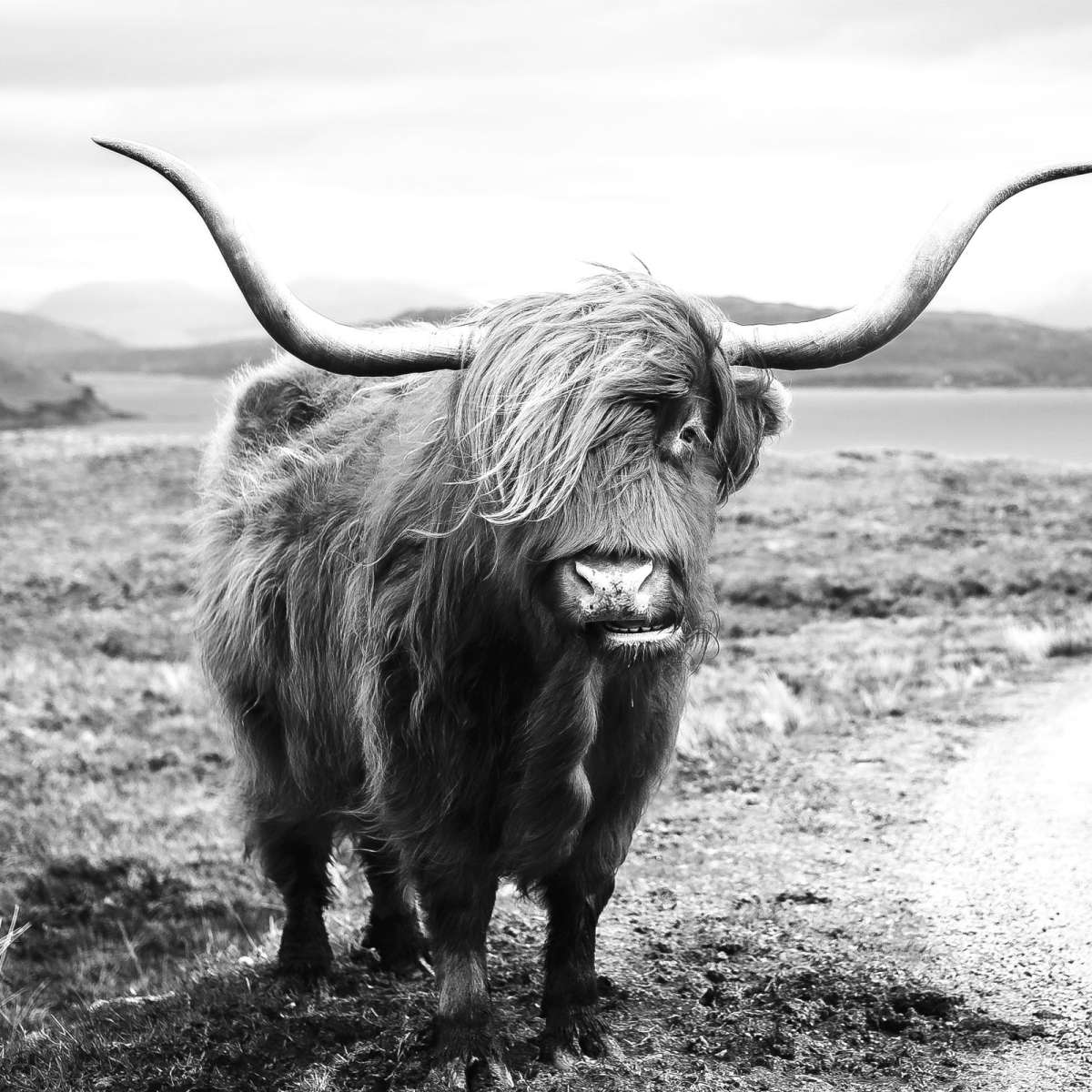 Highland Bull Wall Art