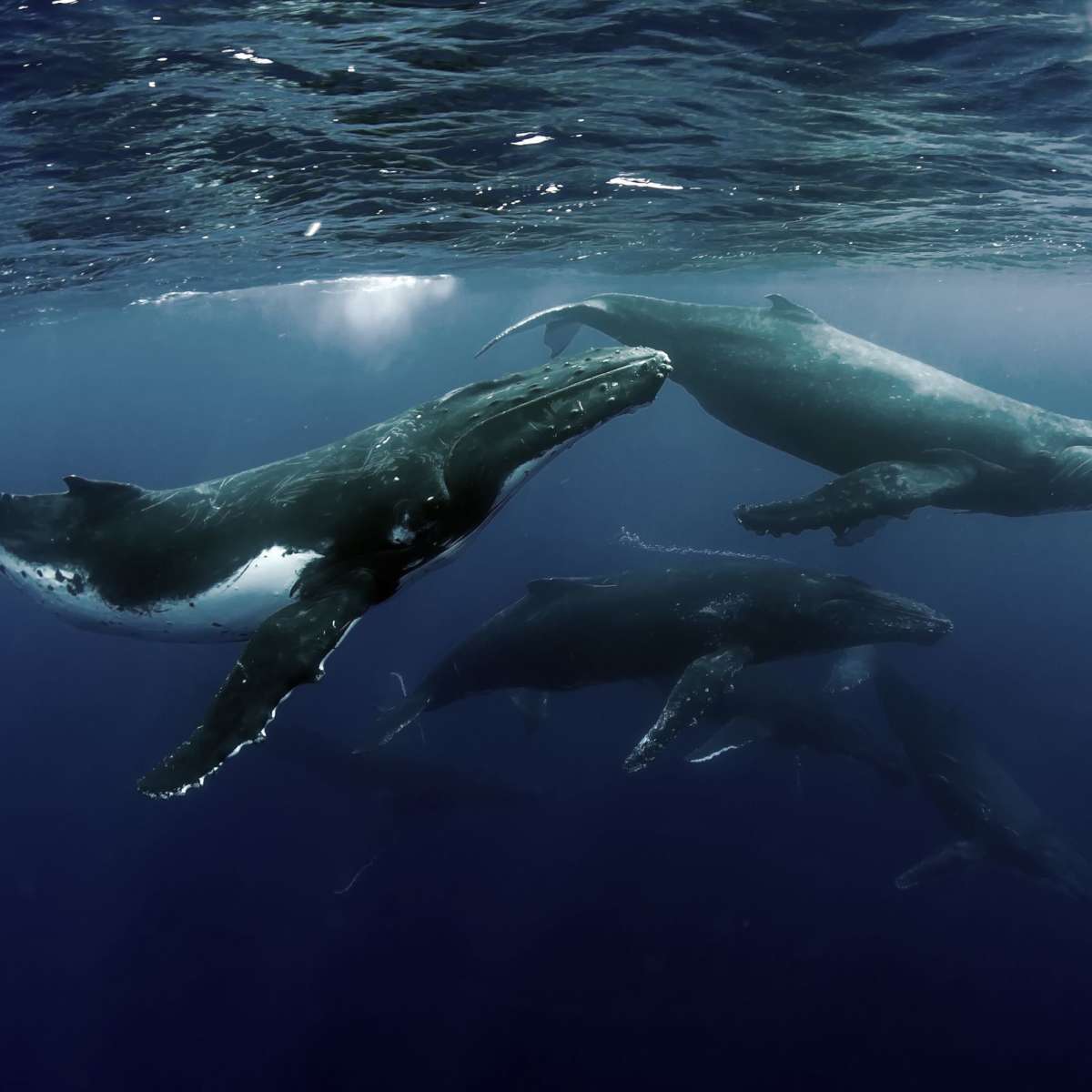 Humpback Whales Wall Art