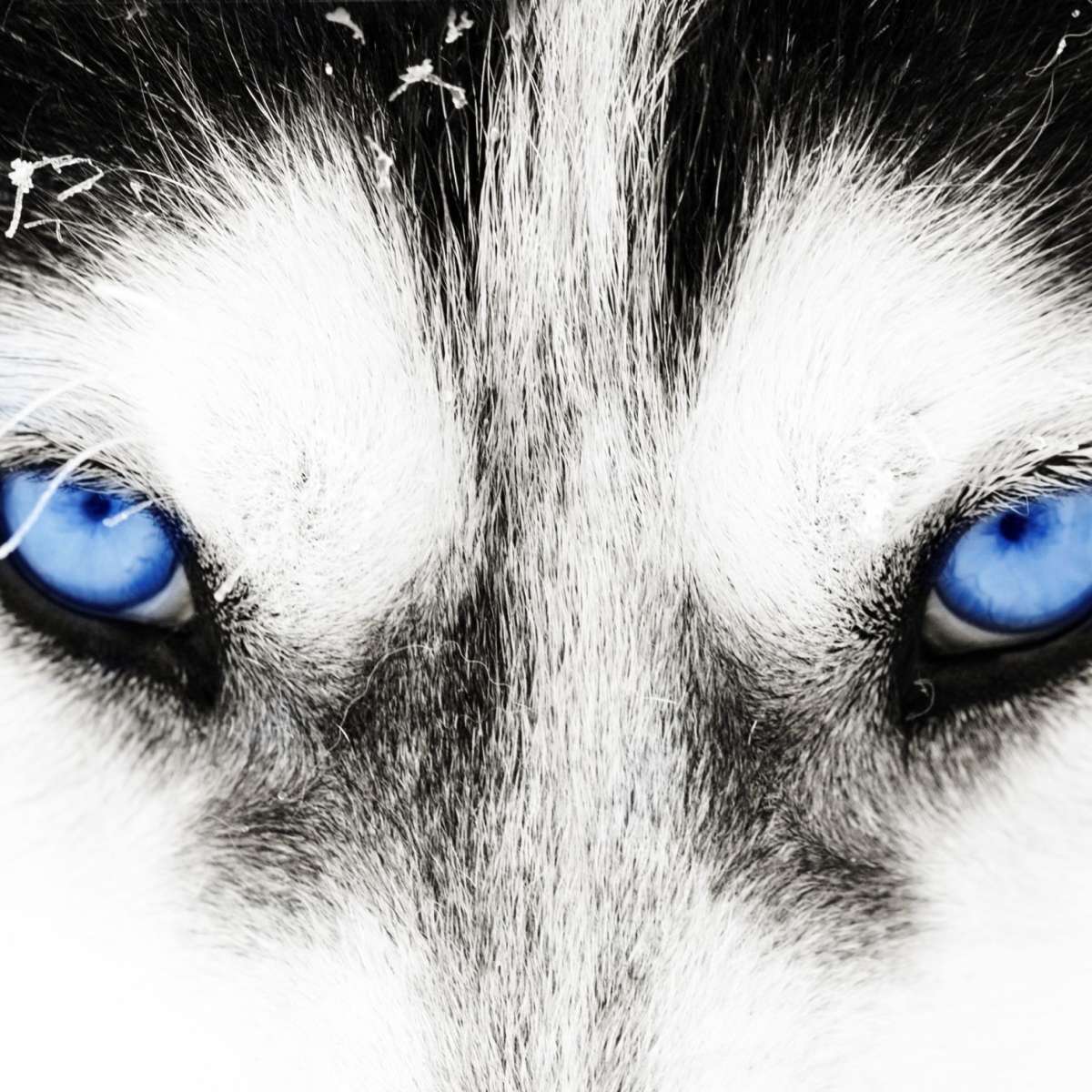 Husky's Eyes Wall Art