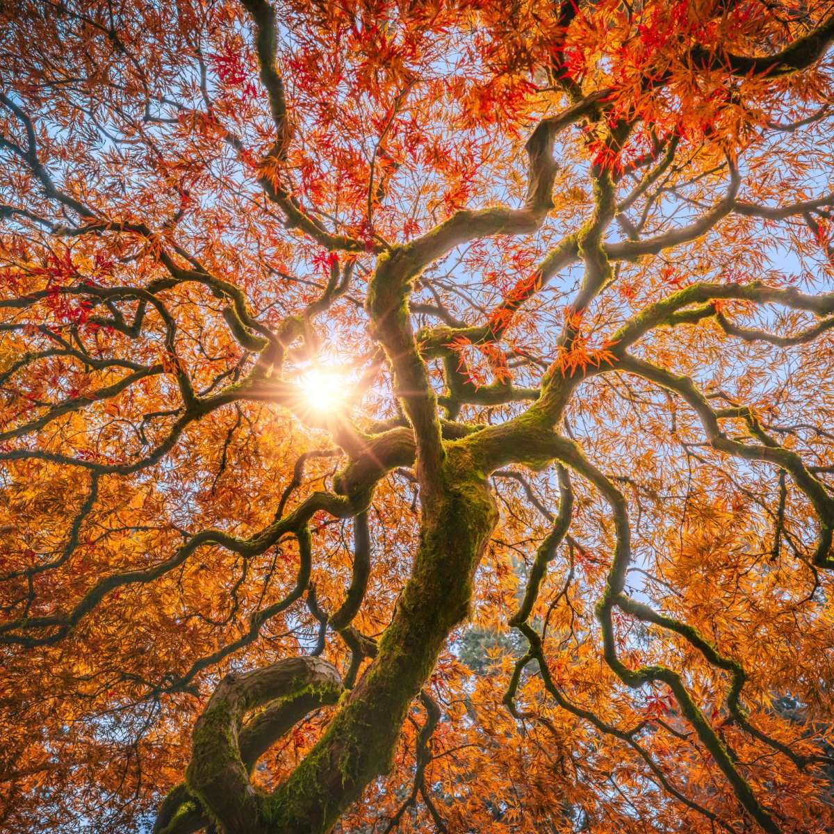 Japanese Maple Tree Wall Art