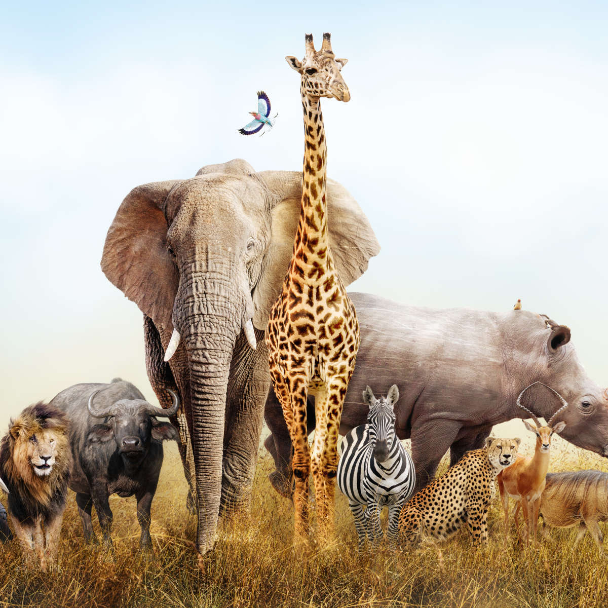 Kenyan Safari Animals Wall Art