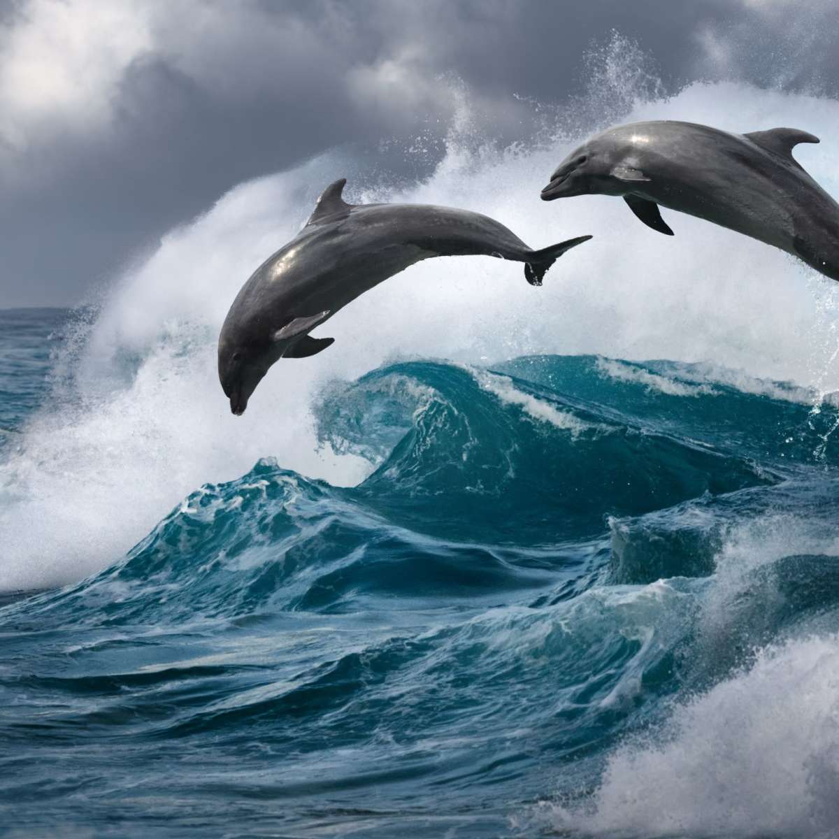 Leaping Dolphins Wall Art